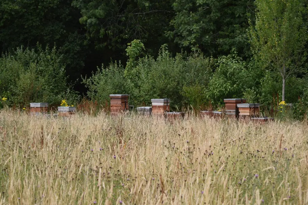 Havant crematorium’s wildlife initiative hailed a success
