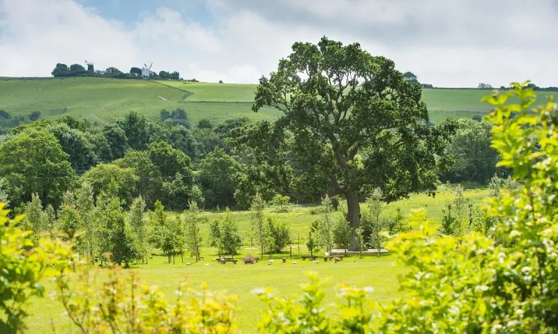 Clayton Wood Natural Burial Ground marks 10 years of countryside conservation