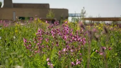 The Oaks Crematorium records its highest number of botanical species
