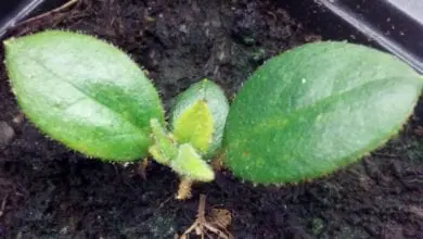 Promession: Turning bodies into soil