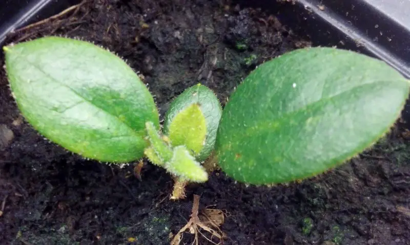 Promession: Turning bodies into soil