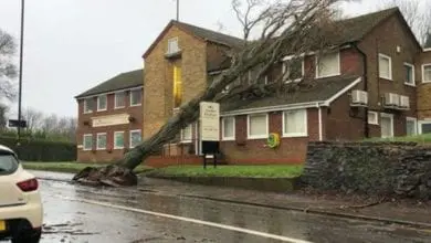 Ambler Brothers reassures families after ‘huge’ tree collapses on site