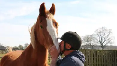 Will you remember the horses at Redwings Horse Sanctuary?