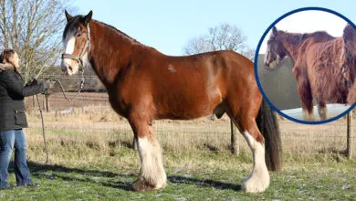 World Horse Welfare: helping all horses, ponies, donkeys and mules across the world