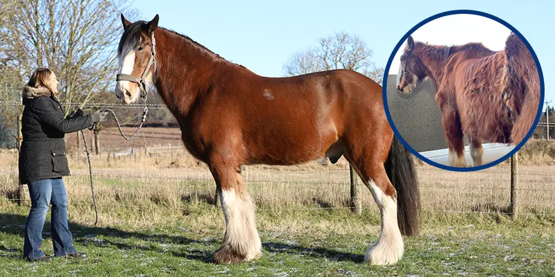 World Horse Welfare: helping all horses, ponies, donkeys and mules across the world