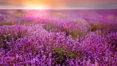 Honouring loved ones with the Stroke Association’s Strength in Bloom virtual garden