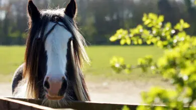 Redwings: Will you remember the horses at Redwings Horse Sanctuary?