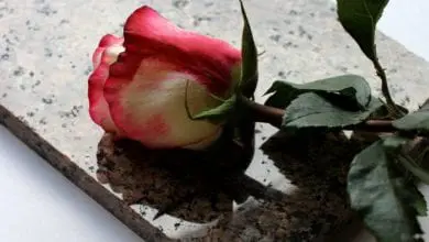 Bereaved parents spared children’s burial and cremation costs