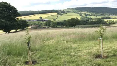 Make it Wild launches cremation service