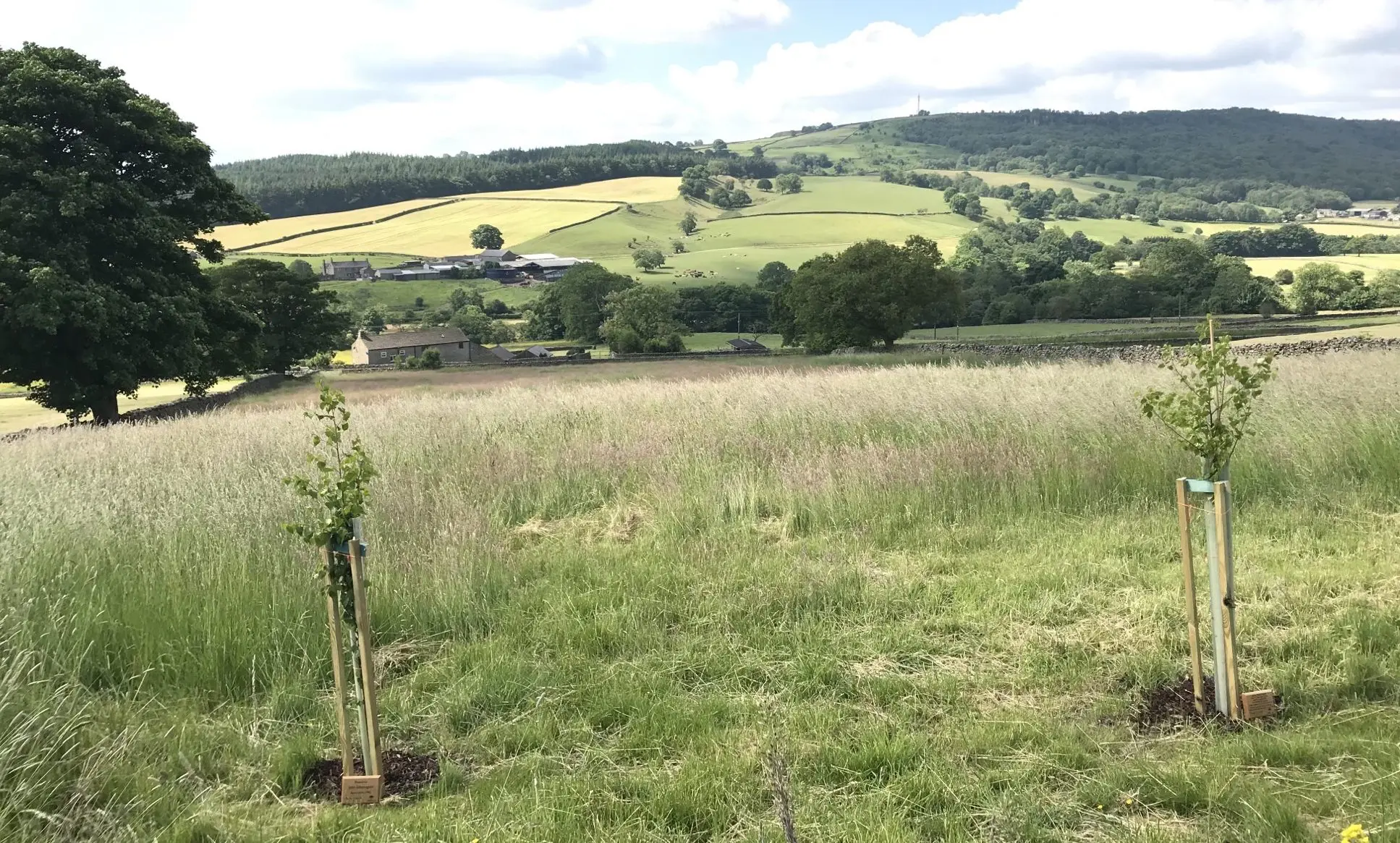 Make it Wild launches cremation service