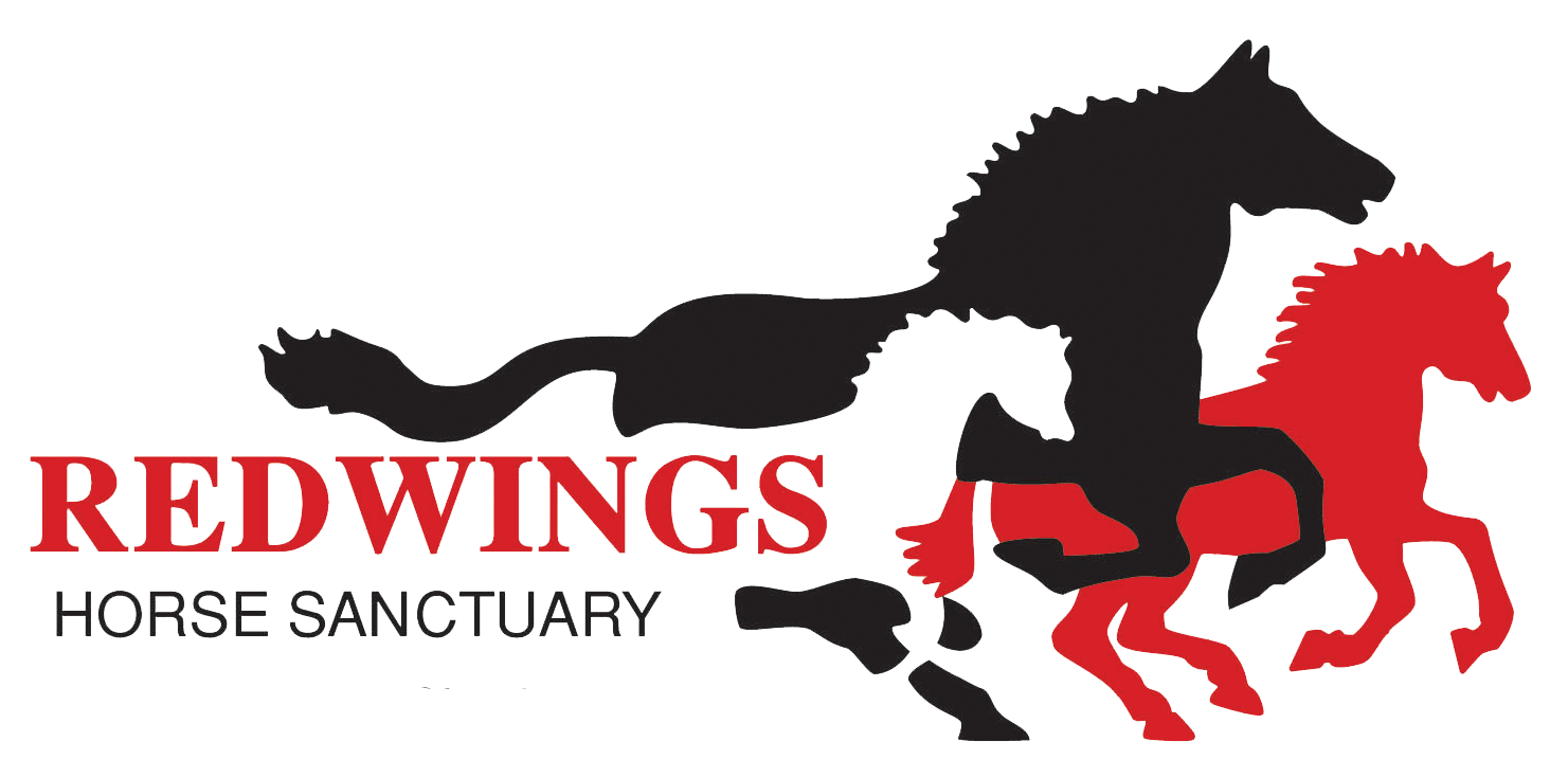 Will you remember the horses at Redwings Horse Sanctuary?