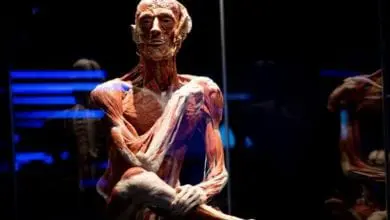 Body Worlds: Coming face to face with death