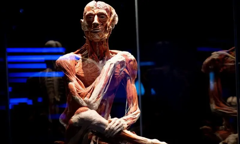 Body Worlds: Coming face to face with death