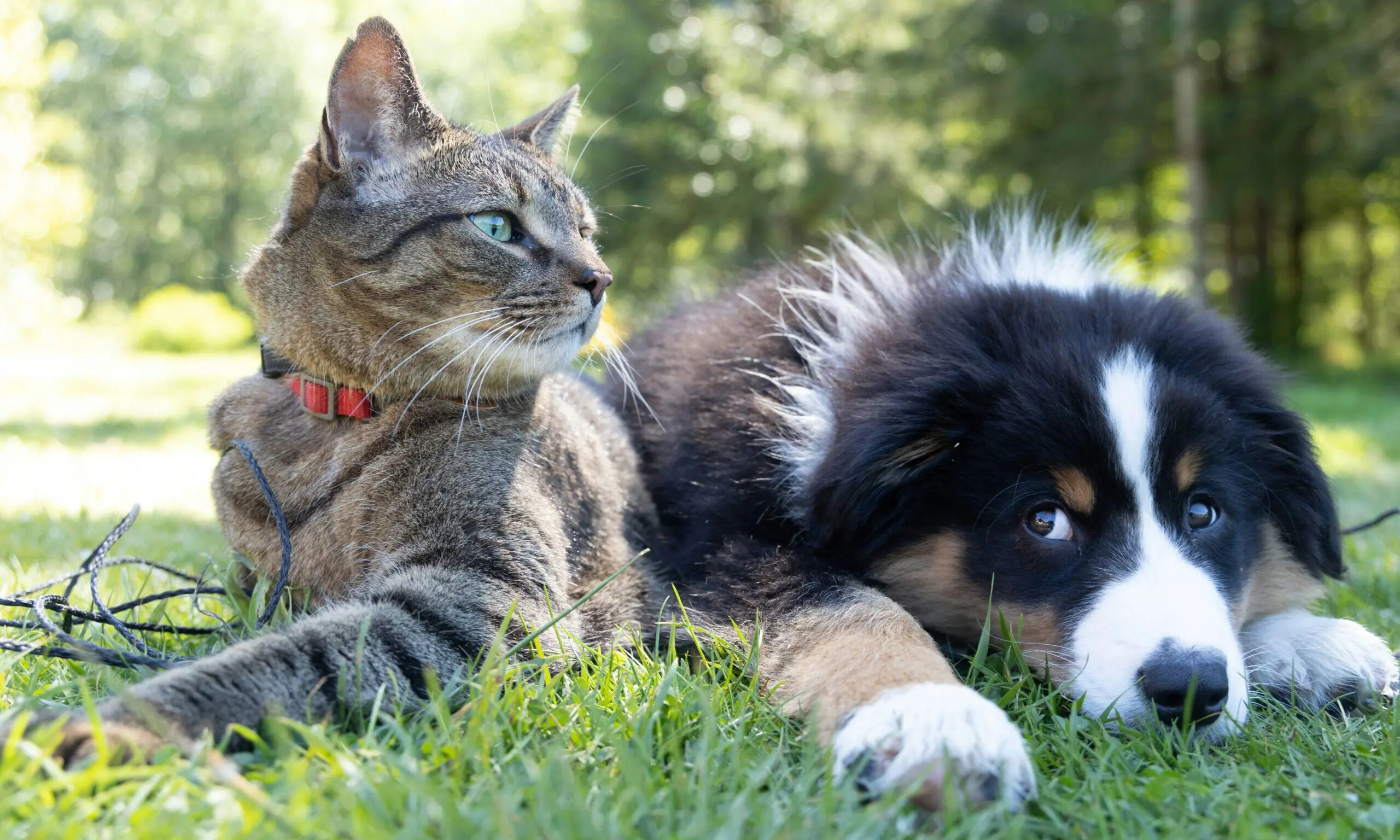 Association of Pet Bereavement Counsellors officially launches
