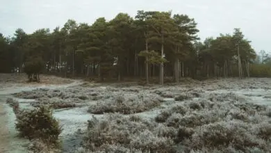 Mears Family Funerals introduces carbon offsetting