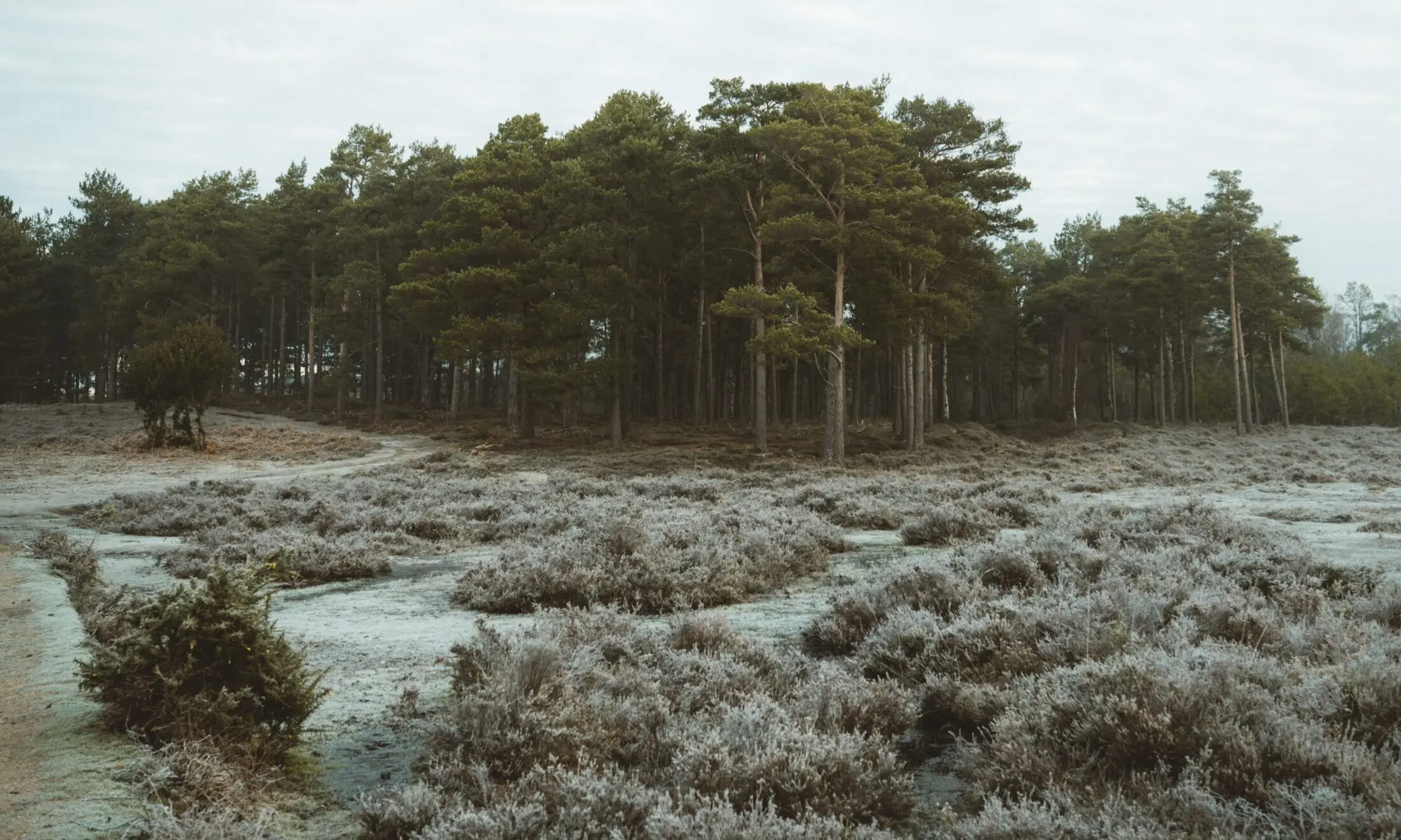 Mears Family Funerals introduces carbon offsetting