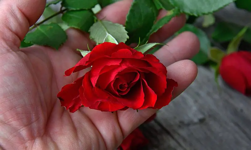 Rowland Brothers hosts child bereavement seminars