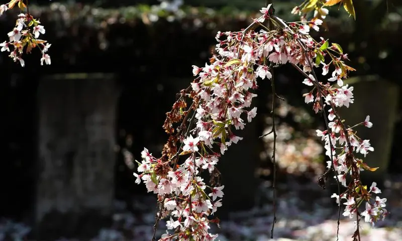 FCA publishes first ‘perimeter of authorisation’ following funeral plan regulation