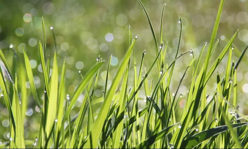 Cemetery restoration group responds to ‘poor state claims’