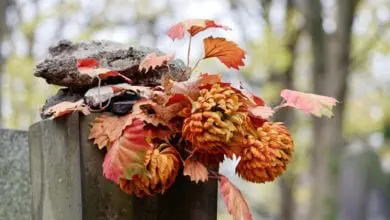 South Gloucestershire council prepares measures to maintain funeral services