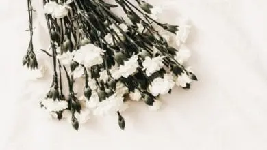 Dignity profits fall 8% amid rising Covid-19 costs