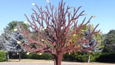 Living on through memorial trees