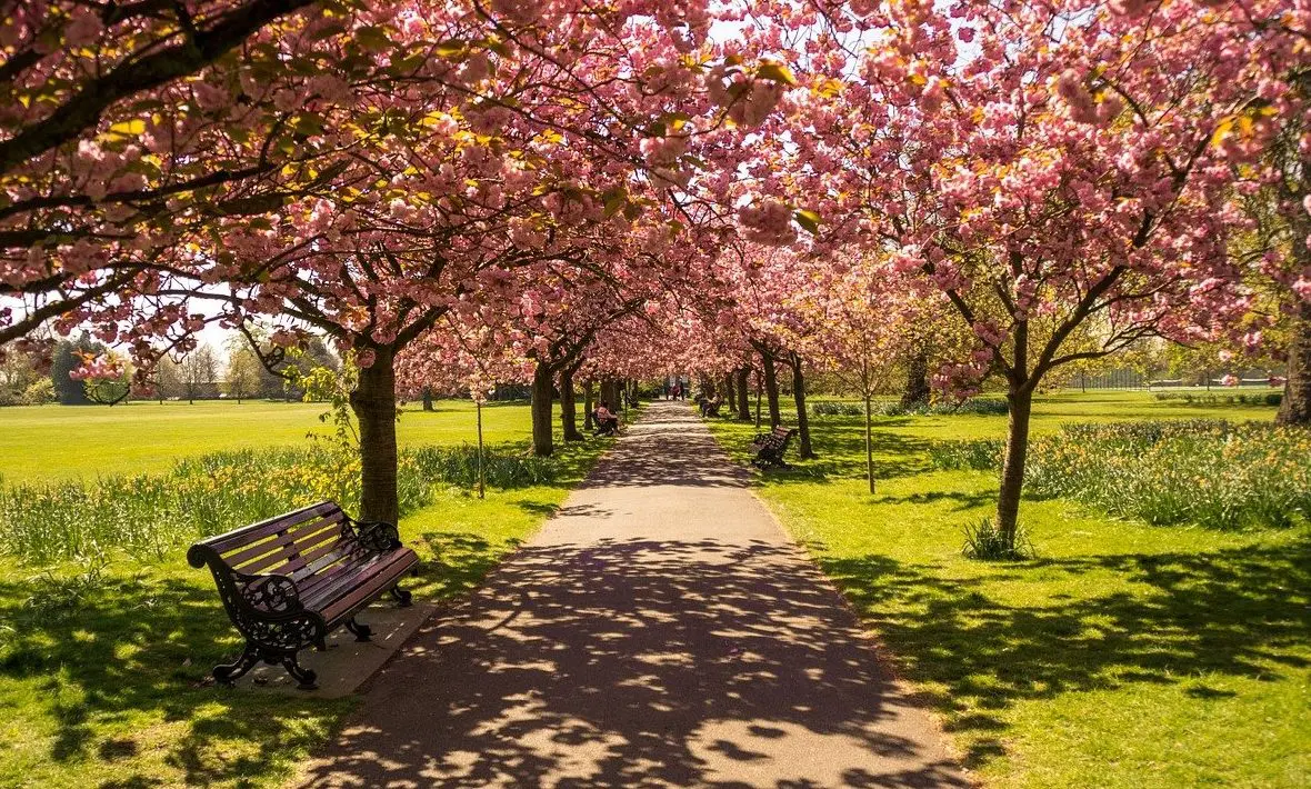 Direct cremation now accounts for 19% of all cremations