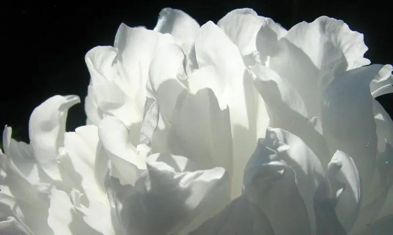 Dignity ahead of Board’s expectations