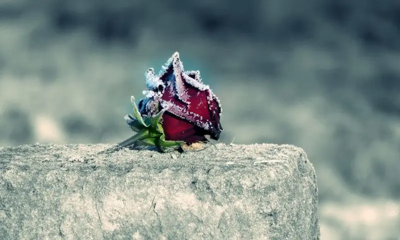 Suspended sentence for woman who killed cemetery worker