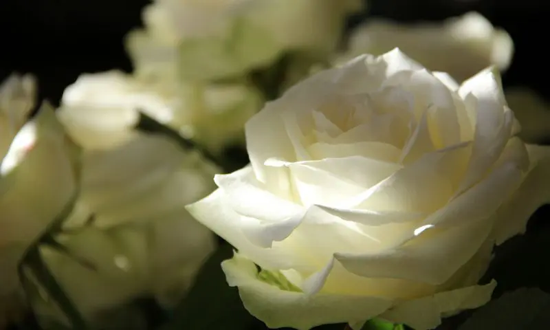 Family left devastated after mourner takes funeral ‘selfie’