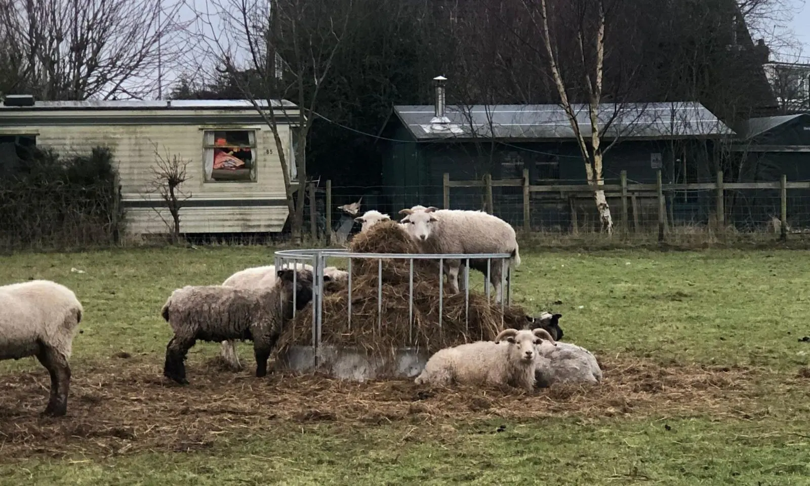 Lelley Fields partners with Sheep Sanctuary to recycle farm waste