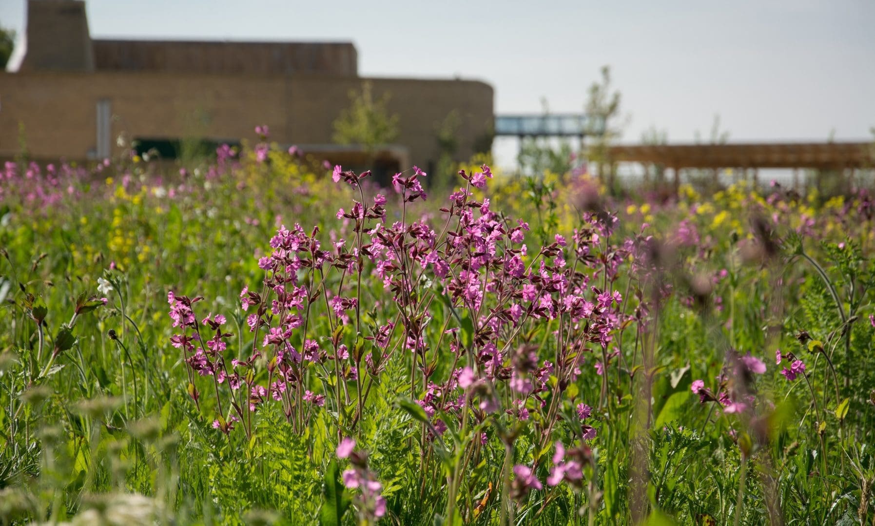 The Oaks Crematorium records its highest number of botanical species