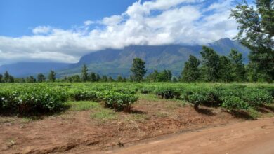 Central Co-op to offset crematoria CO2 with reforestation scheme