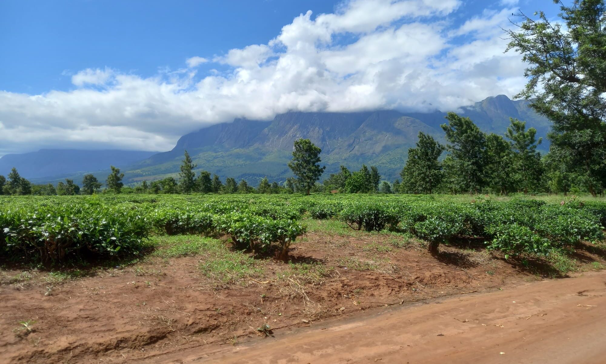 Central Co-op to offset crematoria CO2 with reforestation scheme