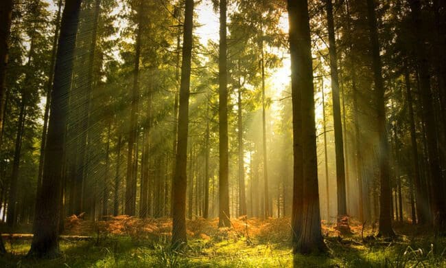 Harbour Funerals rebrands to DirectCremation.co.uk