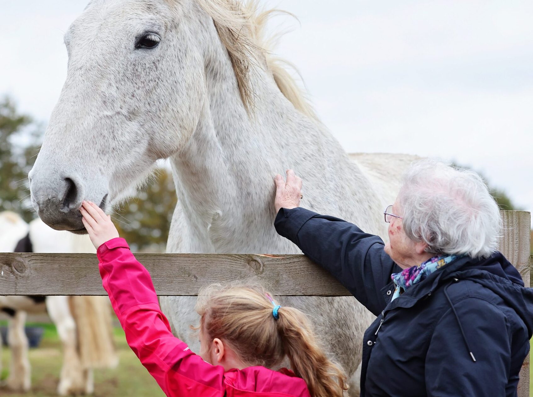 Will you remember the horses and donkeys at Redwings Horse Sanctuary?
