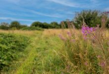 Westerleigh opens natural burial ground at West Lancashire Crem