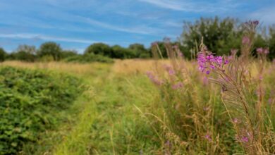 Westerleigh opens natural burial ground at West Lancashire Crem