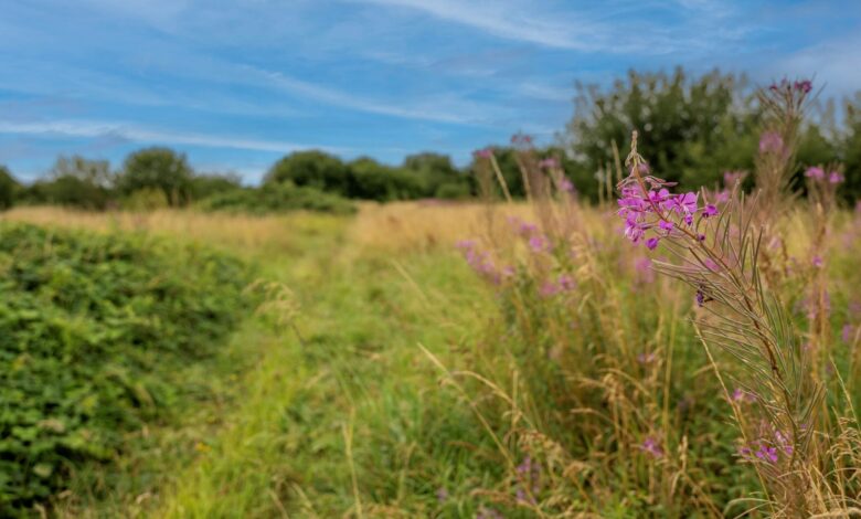 Westerleigh opens natural burial ground at West Lancashire Crem