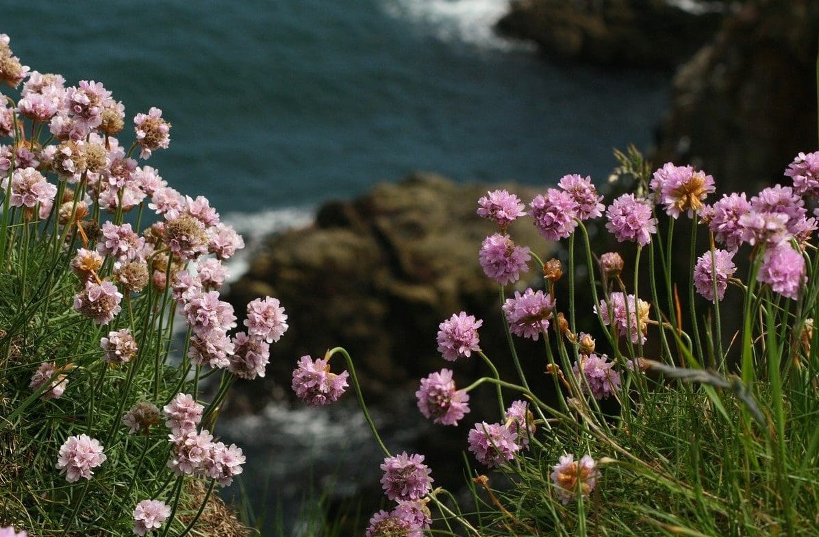 Plans unveiled for new crematorium in Maldon