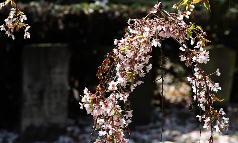 Funeral Zone rebrands as Funeral Guide