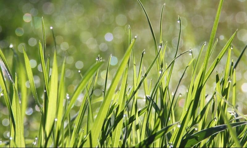 Cemetery restoration group responds to ‘poor state claims’
