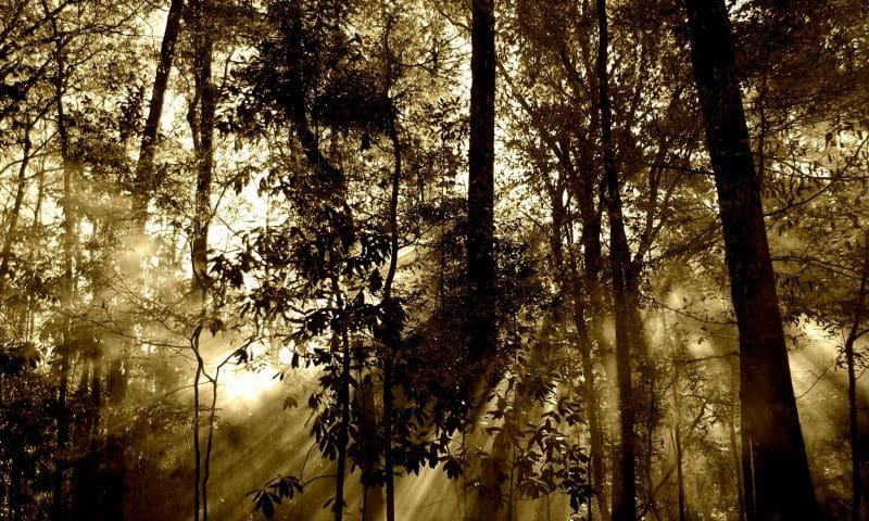 Woodland burial site becomes insolvent