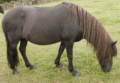 APPCC issues warning to horse owners in wake of court case ruling