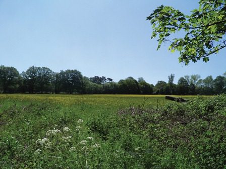 Consultation begins on natural burial charter