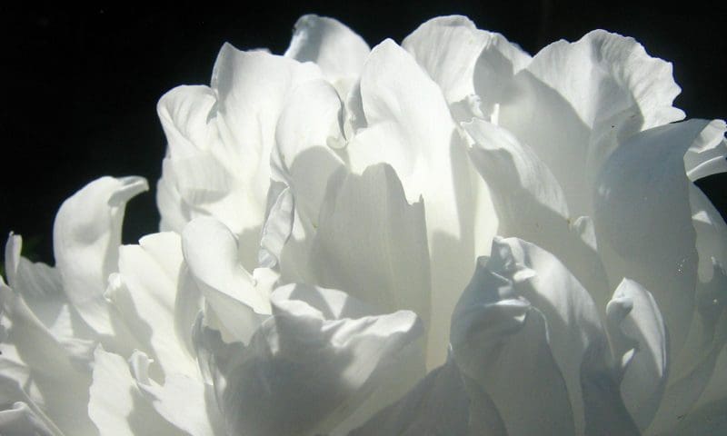 Dignity ahead of Board’s expectations