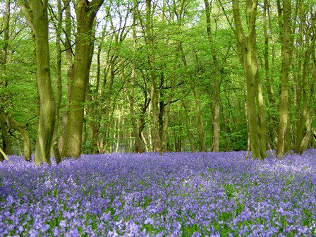 New senior partner for Herongate Woodland Cemetery