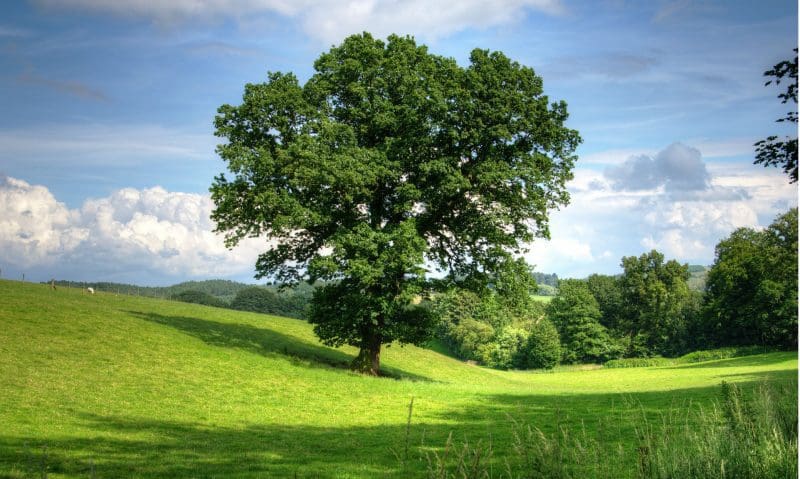 Rural Business Awards